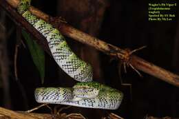Image of Wagler's Keeled Green Pit Viper
