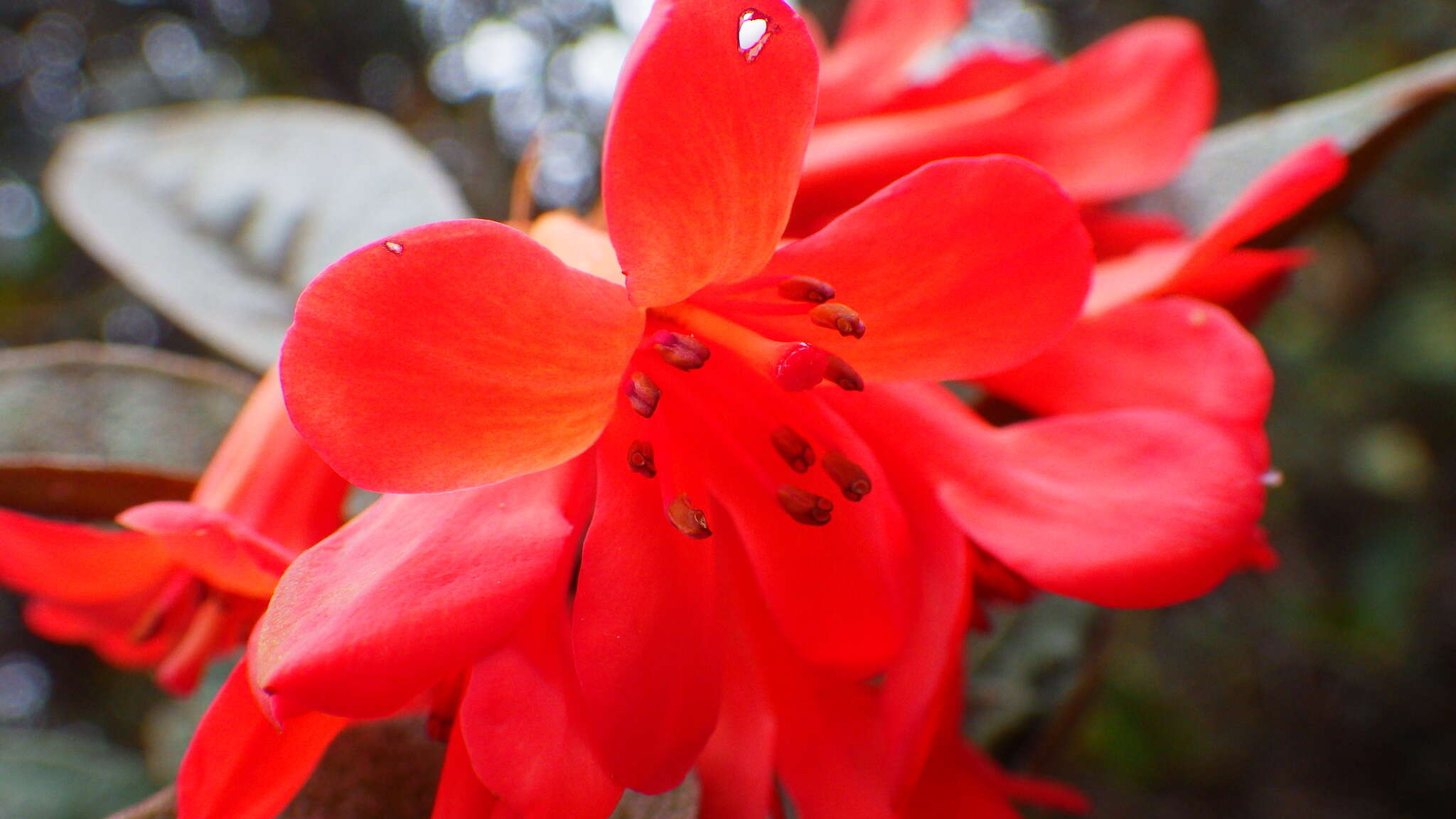 صورة Rhododendron rugosum Low ex Hook. fil.