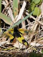 Image of An Owlfly