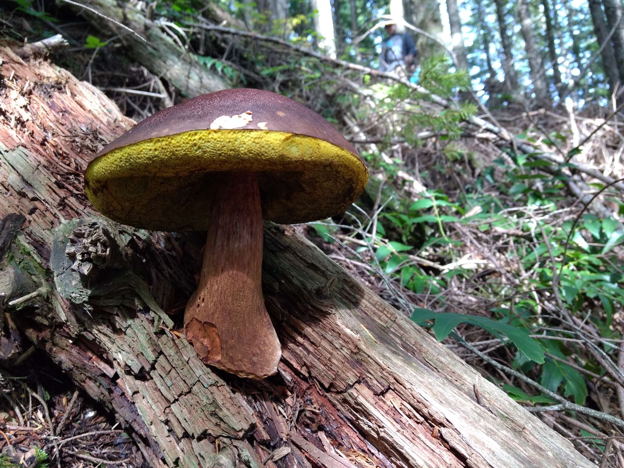 Image of Aureoboletus mirabilis (Murrill) Halling 2015