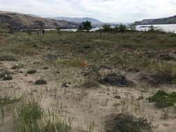 Imagem de Artemisia campestris subsp. borealis (Pall.) H. M. Hall & Clem.