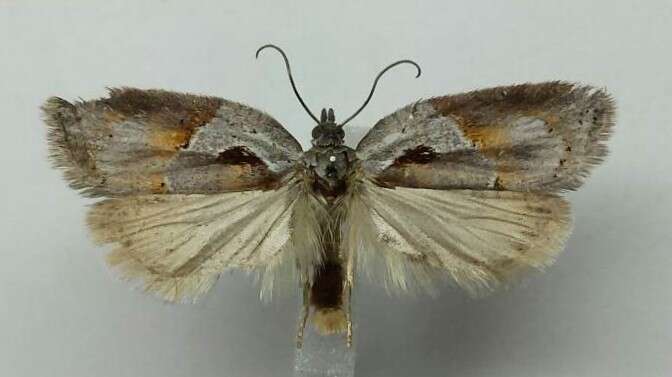 Image of Acleris maculidorsana Clemens 1864