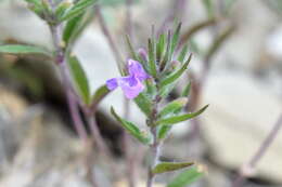 Image of Ziziphora taurica M. Bieb.