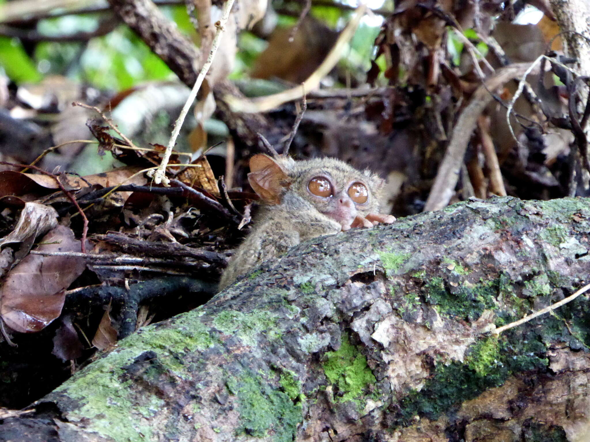 Image of Tarsius spectrumgurskyae Shekelle, Groves, Maryanto & Mittermeier 2017