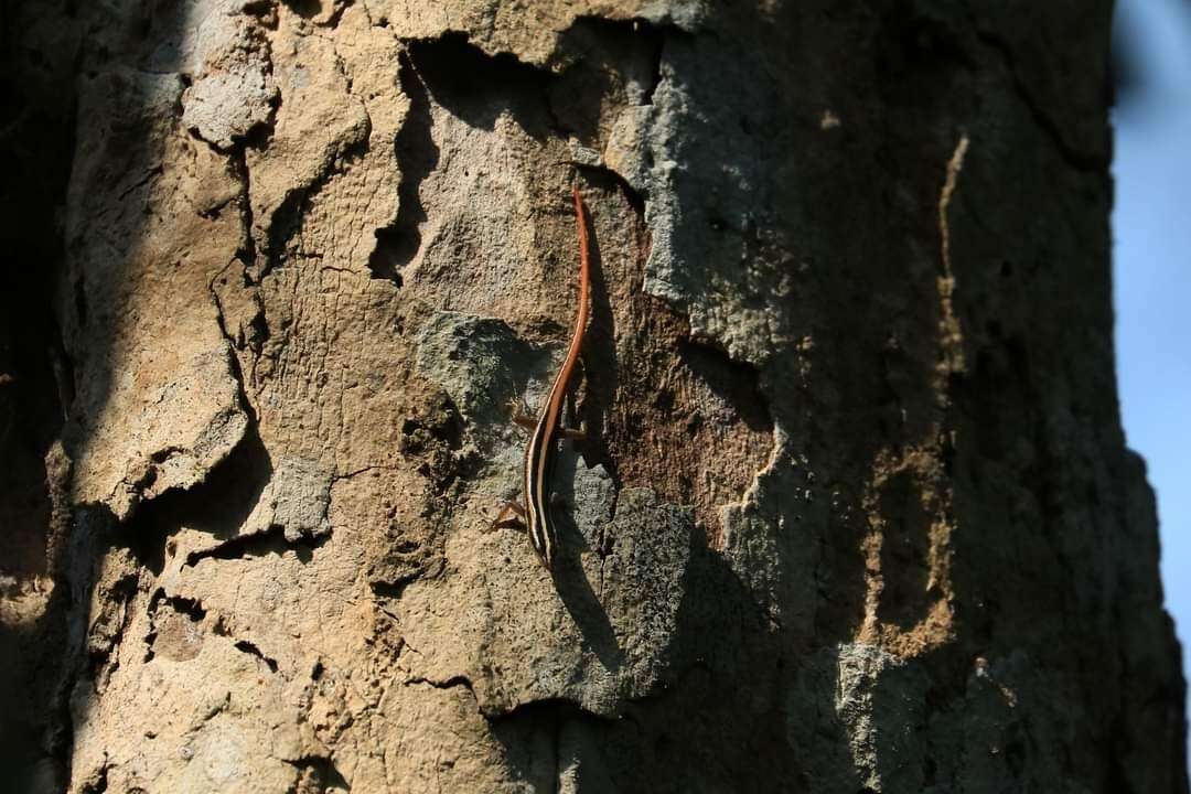 Image of Banded Lipinia