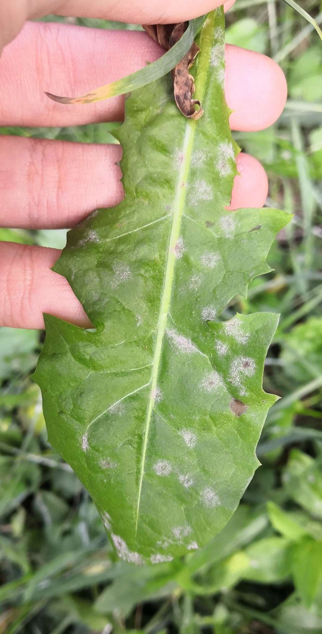 Podosphaera erigerontis-canadensis (Lév.) U. Braun & T. Z. Liu 2010的圖片