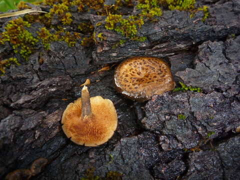 Image of Lentinus arcularius (Batsch) Zmitr. 2010