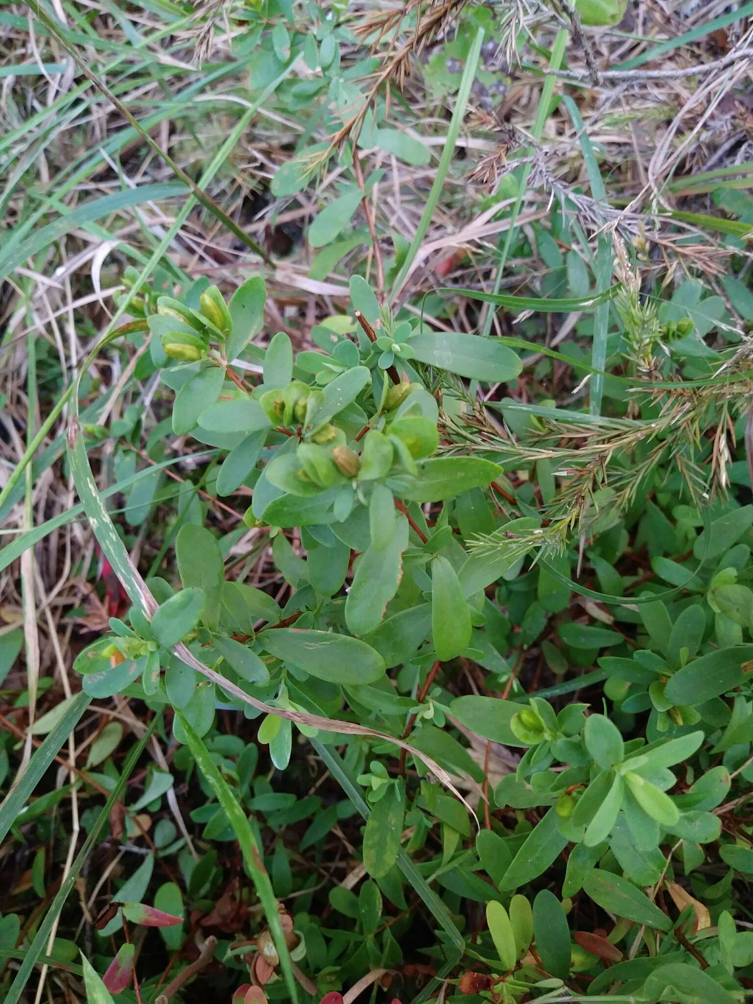 Imagem de Hypericum hypericoides subsp. multicaule (Michaux ex Willd.) N. K. B. Robson