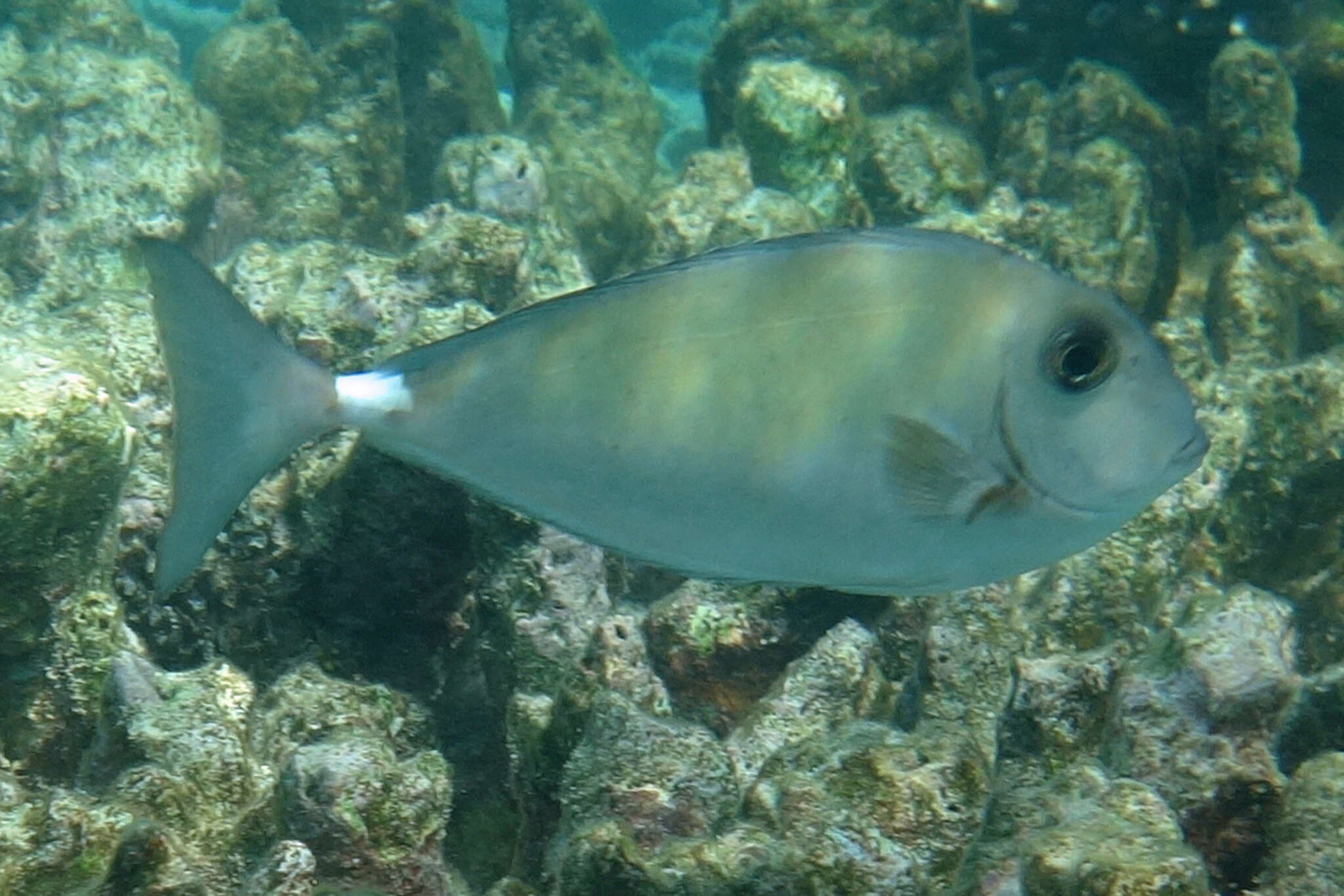 Image of Horseface Unicornfish