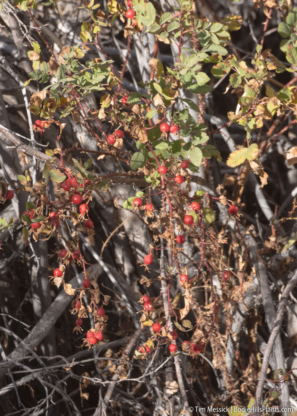 Sivun Rosa woodsii var. ultramontana (S. Wats.) Jeps. kuva