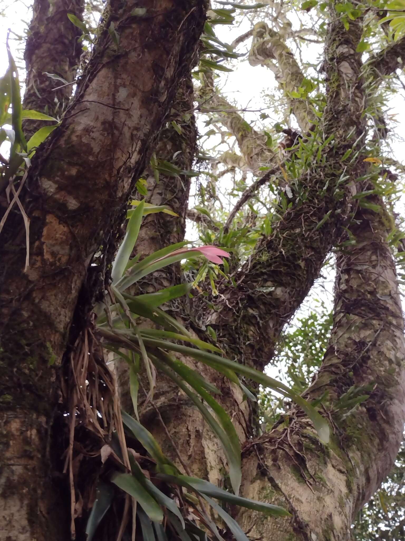 Image of Billbergia distachia (Vell.) Mez