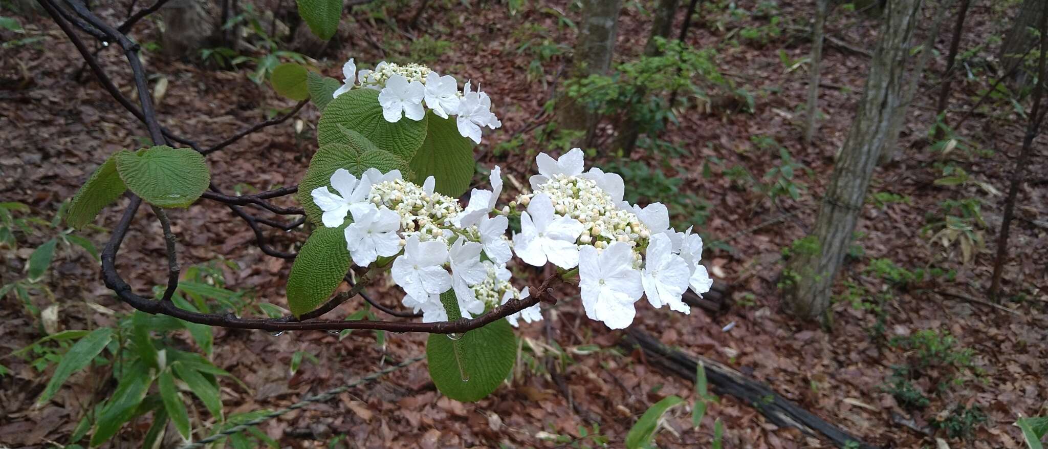 Image de Viburnum furcatum Bl. ex Hook. fil. & Thoms.