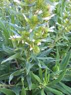 Image of Echium decaisnei Webb & Berth.