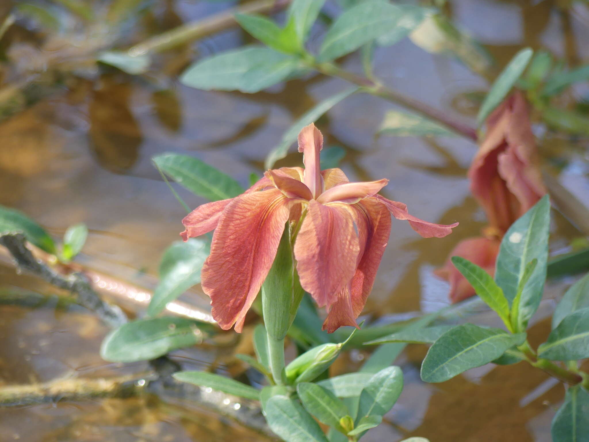 Image of copper iris