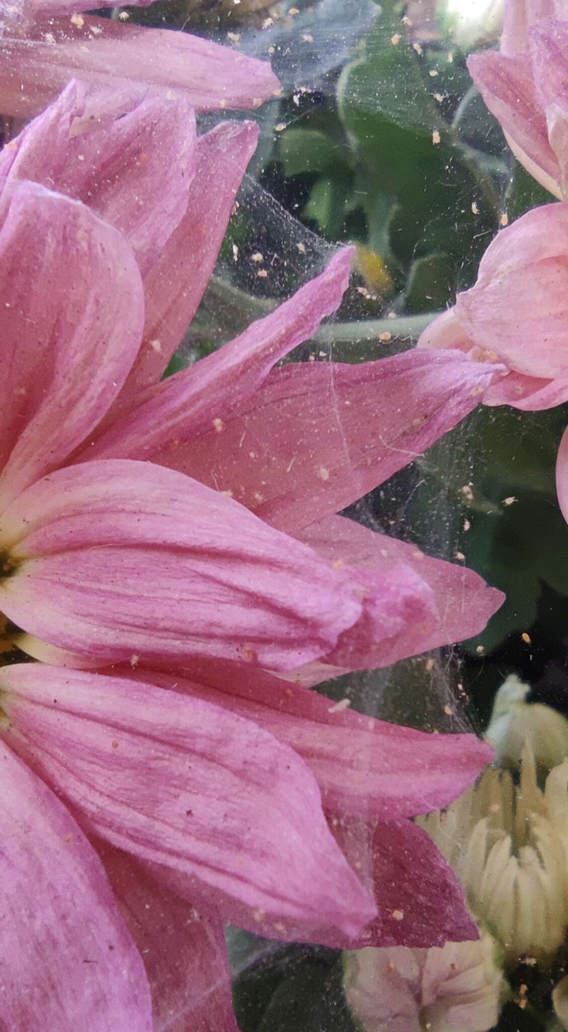 Image of Two-spotted spider mite