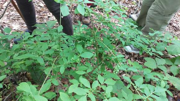 Plancia ëd Vaccinium fuscatum Ait.