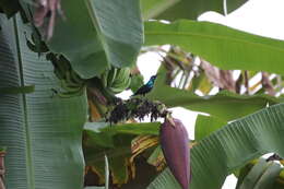 Image of Splendid Sunbird