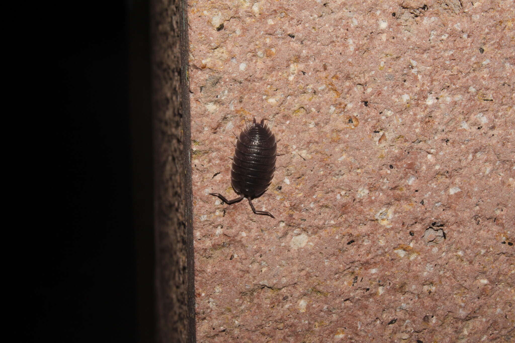 Image of Porcellio obsoletus Budde-Lund 1885