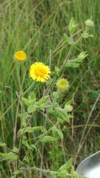 Image of common fleabane