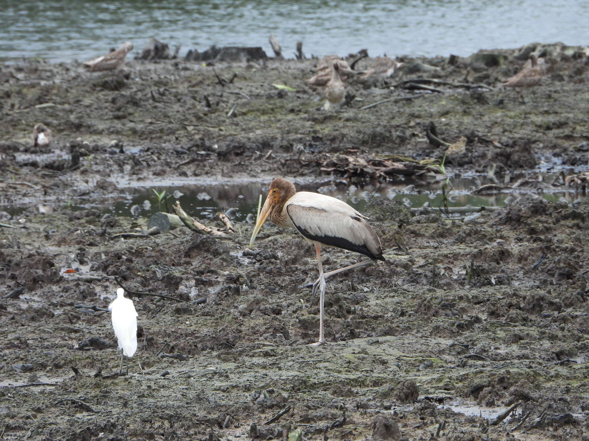 Image of Milky Stork