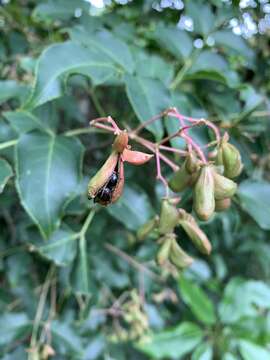 Imagem de Staphylea japonica (Thunb.) Mabb.