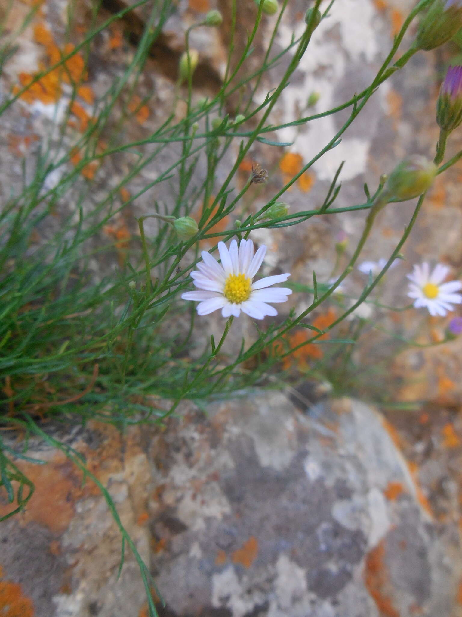 Image of sand fleabane