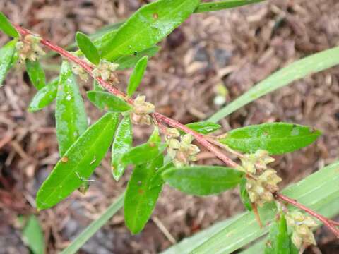 Image of hoary frostweed