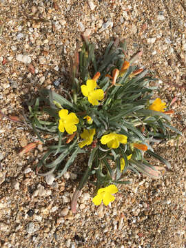 Image of Camissoniopsis pallida (Abrams) W. L. Wagner & Hoch