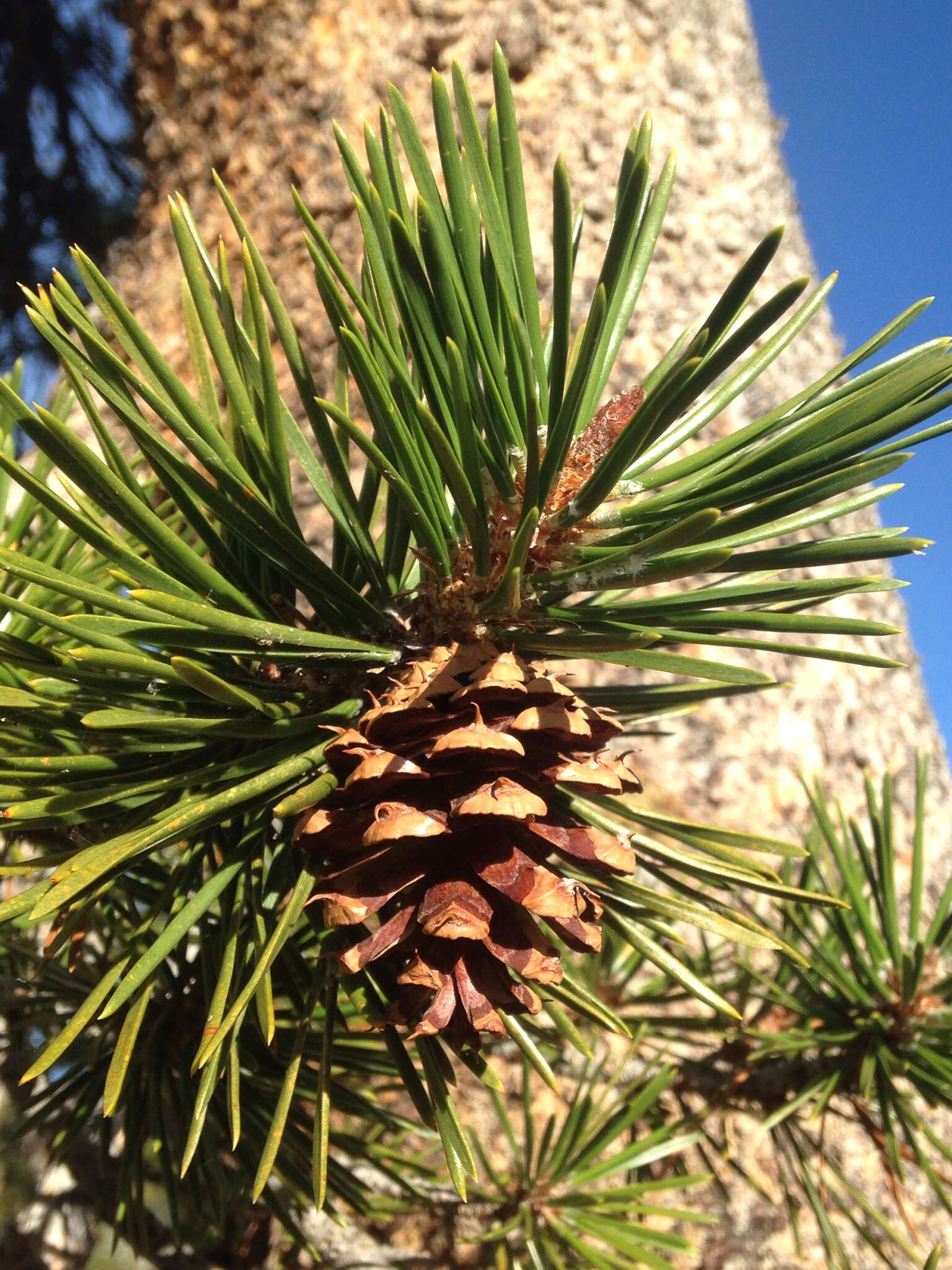 Imagem de Pinus contorta var. murrayana (Balf.) Engelm.