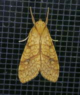 Image of Lophocampa annulosa Walker 1855