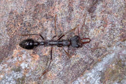 Image of bull ant