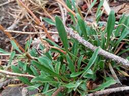 Image of sanddune wallflower