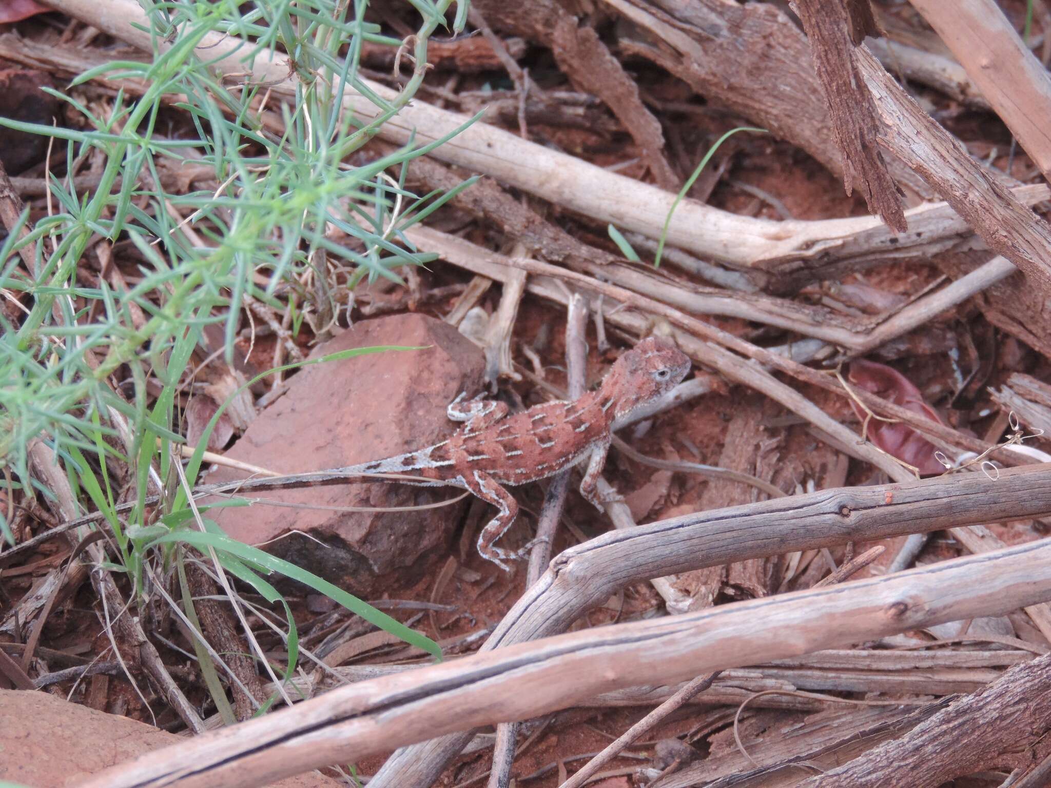 Plancia ëd Tympanocryptis centralis Sternfeld 1925