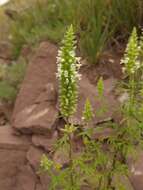 Image de Nepeta annua Pall.