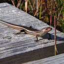 Image of Boulder Cool-skink