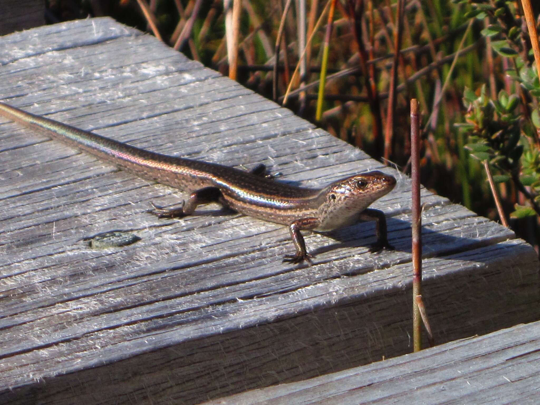 Image of Boulder Cool-skink