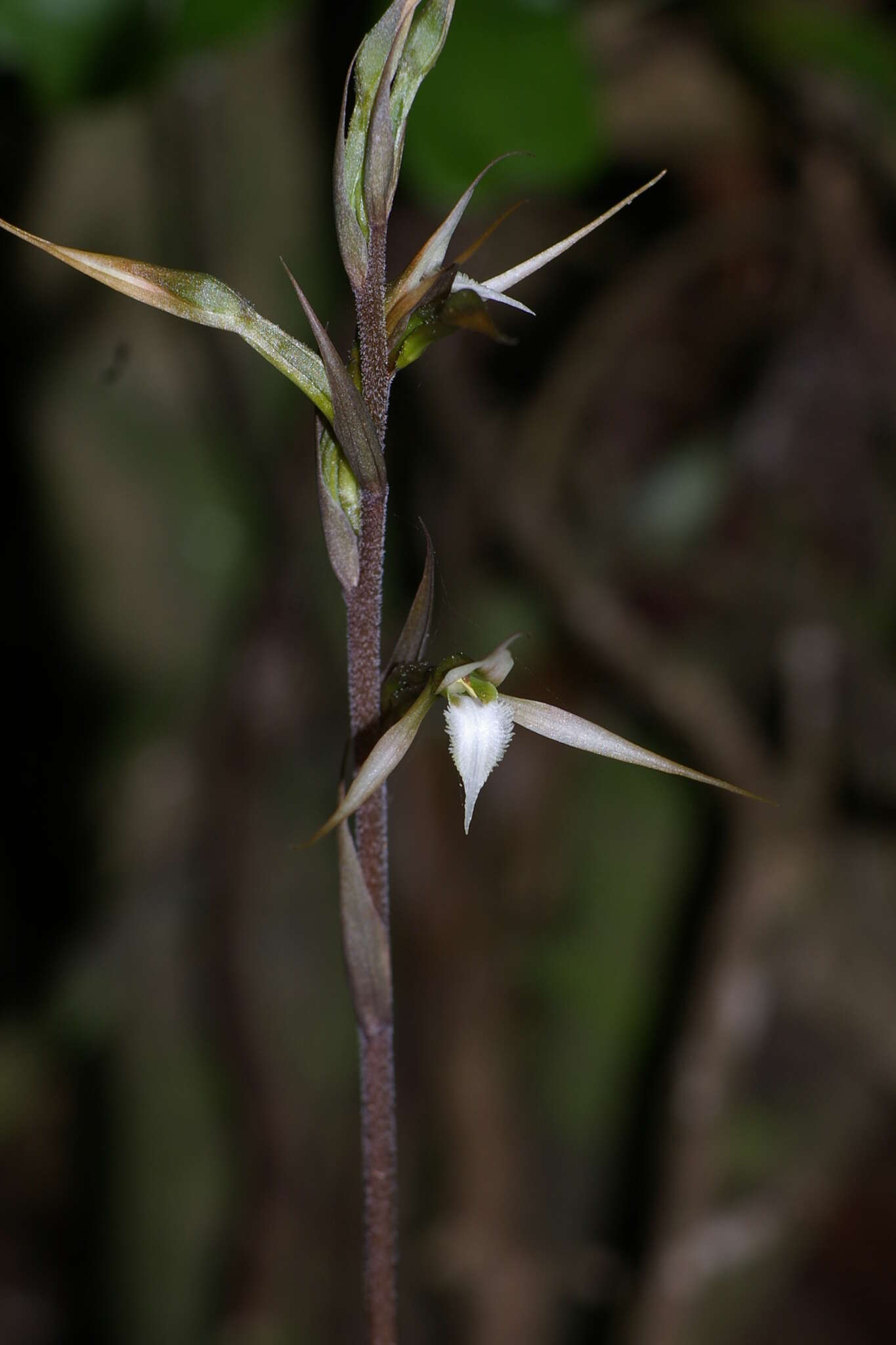 Image of Long-claw orchids