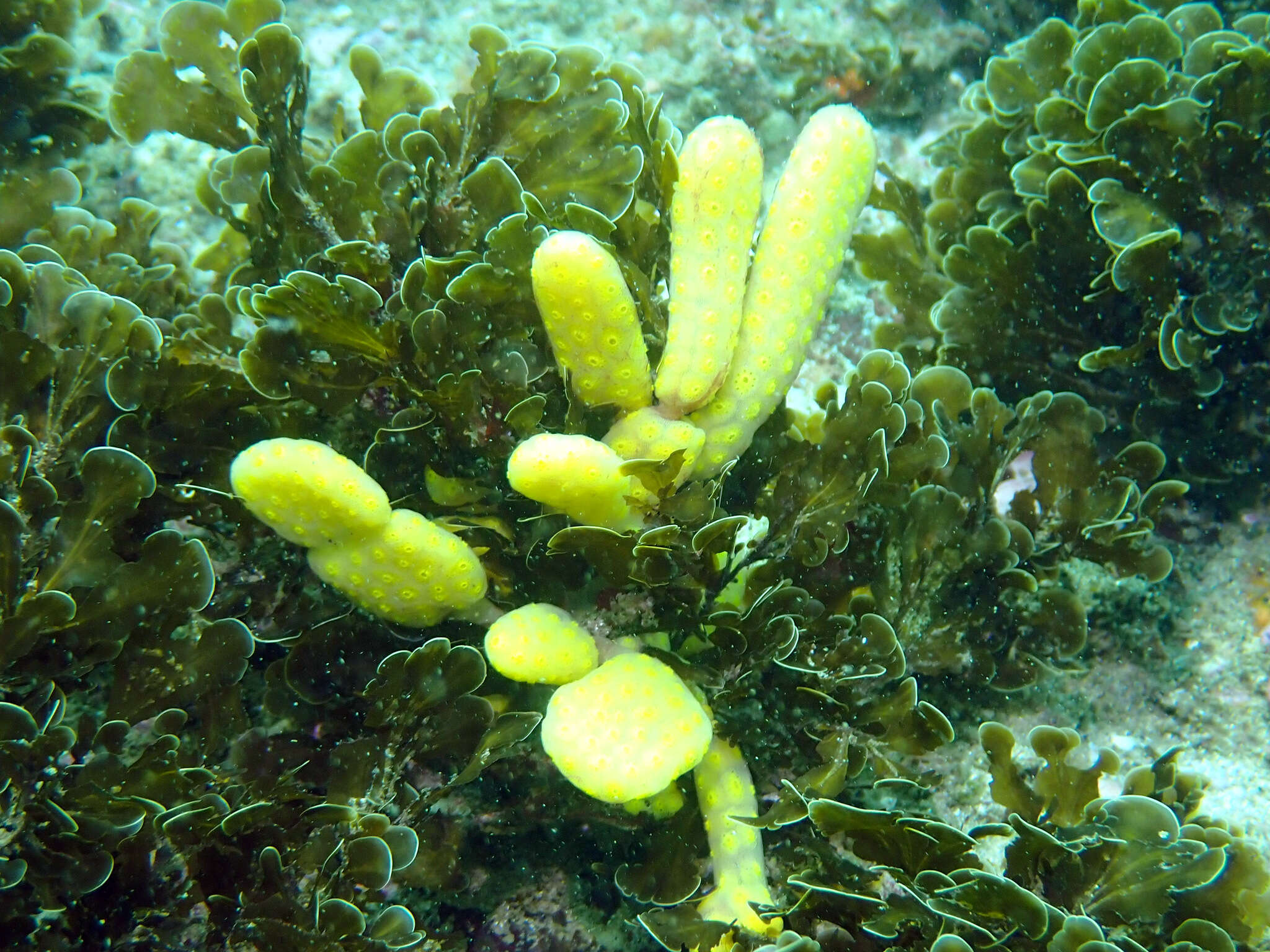 Image of Ascidian