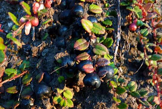 Image de Gaultheria nummularioides D. Don