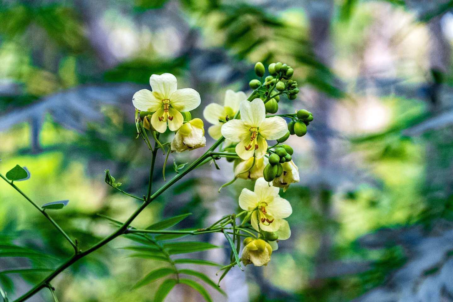 Image of privet senna