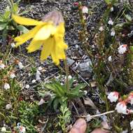 Image of Arnica griscomii Fern.