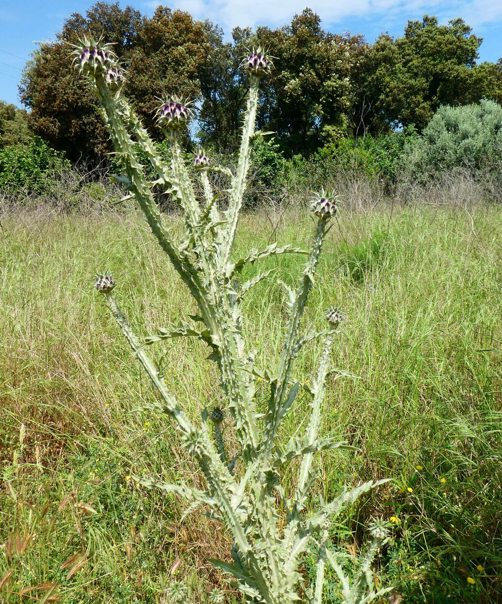 Image of Onopordum illyricum subsp. illyricum