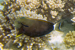 Image of Black-barred Surgeonfish