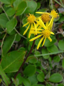 Image of Small Black-Tip Ragwort