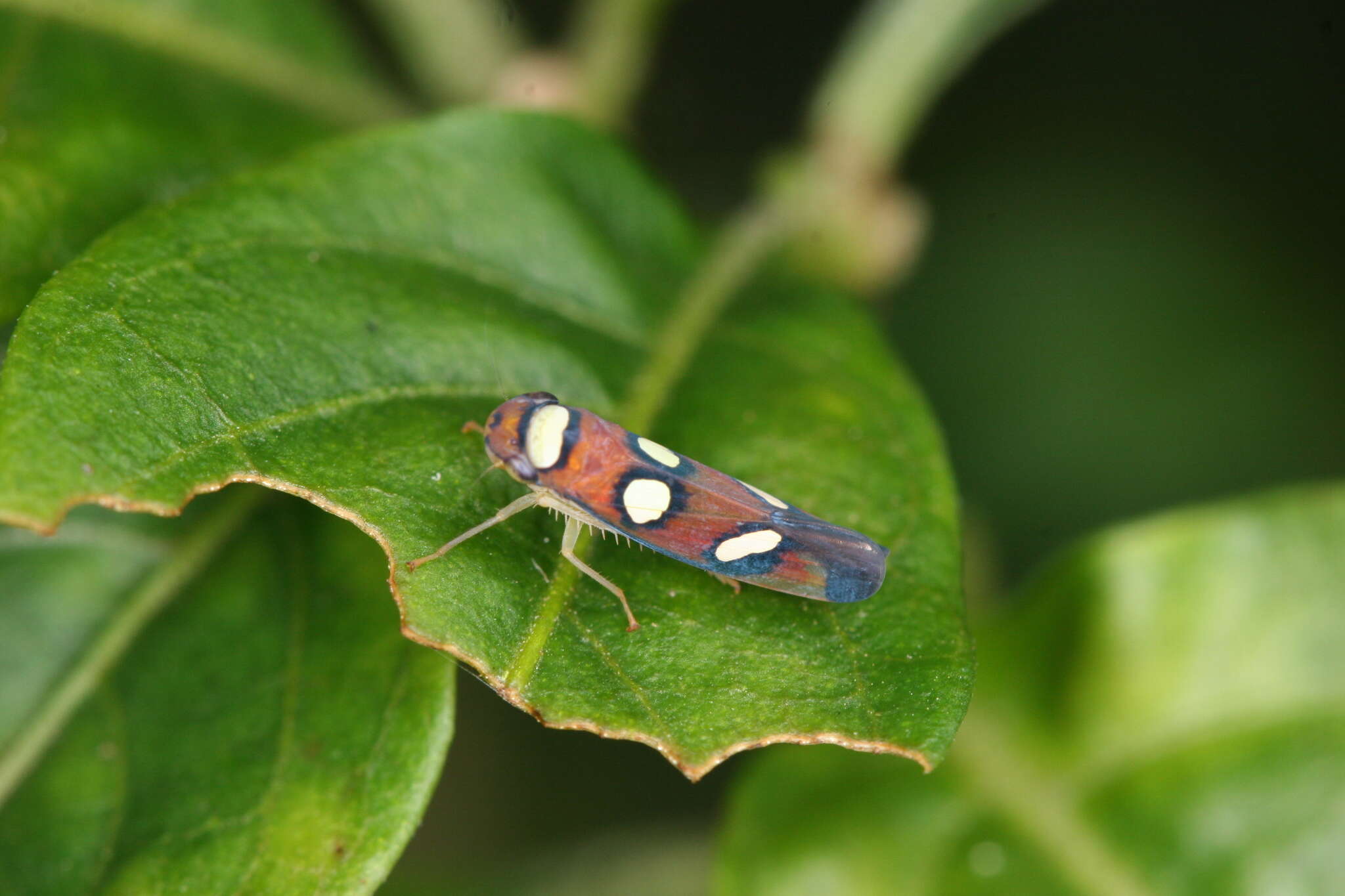 Image of Erythrogonia areolata (Signoret 1853)