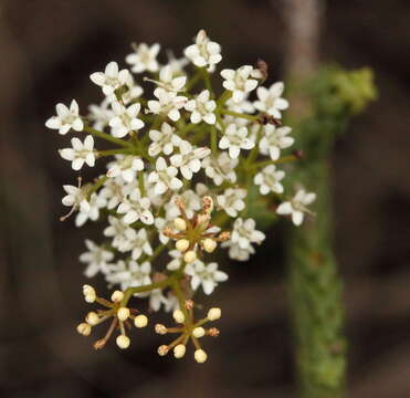 Imagem de Platysace deflexa (Turcz.) C. Norman