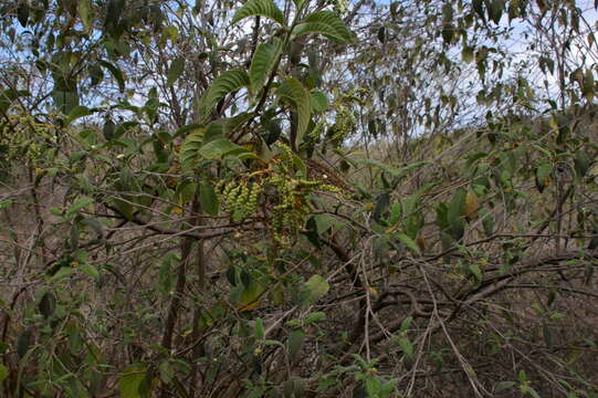 Image de Tournefortia pubescens Hook. fil.