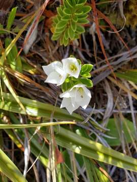 Image of <i>Veronica <i>macrantha</i></i> var. macrantha