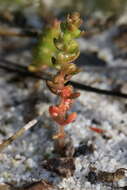 Crassula colorata (Nees) Ostenf. resmi