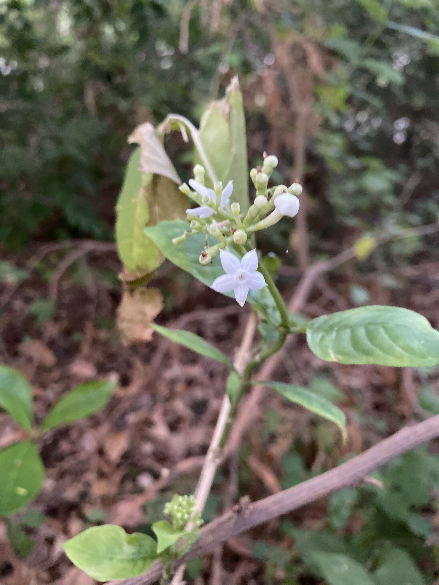 Image of thicket wild coffee